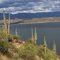 Saguaros at Roosevelt Lake, Arizona