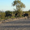Wild Burros-Lake Pleasant Regional Park