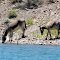 Wild burros drinking from Lake Pleasant