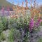 Once-Every-50 Year- Desert Flower Display
