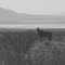 Old West