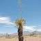 A Lone Yucca