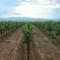 Arizona Stronghold Vineyards