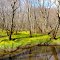 Quinnipiac River SP in bloom
