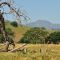 Mount Diablo from Los Vaqueros