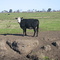 Cow on Jersey Island, CA