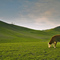 Home on the Range