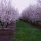 Almond Blossoms in Chico