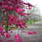 chico blossoms