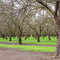 Almond Ocrhards Panorama