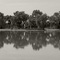 Oaks during a flood along hwy132 By Robert Syms