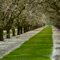 Almond Orchard, Ripon, Calif