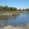 Great Blue Heron on SJ River