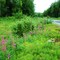Fireweed