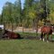 Alaska Horses