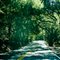Live Oak Canyon Road (Hoàng Khai Nhan)