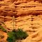 Red Rock Yucca