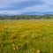 Poppy Meadow (Jeff Hart, calinature.com)