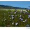 Bear Valley Rd - Gilia