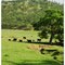 Leesville Rd - Cows
