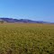 bear valley