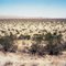 Creosote Bush #0906-3905 (12,000 years old; Mojave Desert, CA)