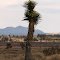 A Joshua Tree