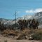 Joshua Trees