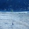 Turkeys in Maidu Park