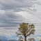 Springtime in the bottom of the Owens River Valley near Bishop