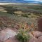Desert Mallow