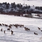 ELK
