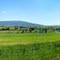 Green Pastures
