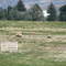 Meeker Classic Sheepdog Trials 2007