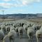 That's a bunch of sheep!