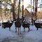 Deer Pause