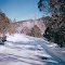 Snow Covered Lane