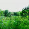 Gull Point Park Nature Trail