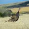 Hen Turkey