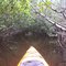 Kayaking Cape Coral Mangrove Tunnel