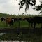 Cows