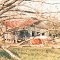 abandoned farmhouse, rural Lafayette County (12-1994)