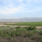 crops off US 101