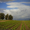 California Farm Land - By: Robert Syms - www.symsphotography.com