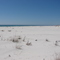 Shell Island