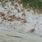 Fiddler Crabs on Shell Island