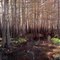 Cypress Swamp #3. Jane Green Creek.