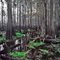 Cypress Swamp #2. Jane Green Creek