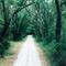 deep in the Withlacoochee forest, Hernando County, Florida (1996)