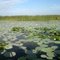 Blue Cypress Conservation Area, Fellsmere, FL